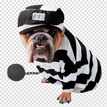 Dog Zelda Wisdom Amazon.com Costume Pet, Stripe dress puppy transparent background PNG clipart