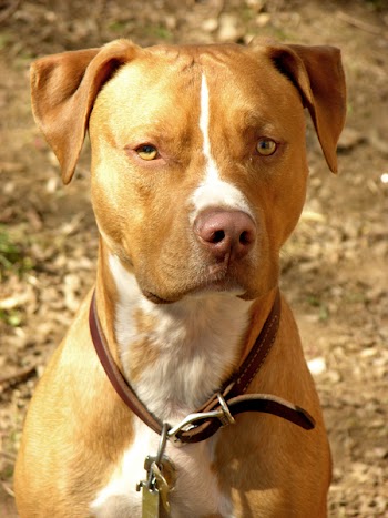 Dog002.jpg