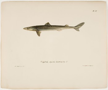 Dogfish, 1836 - 1857, Wilhelm | Free Photo - rawpixel