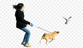 Dogo Argentino Perro de Presa Canario Dog walking - People Png Clipart 