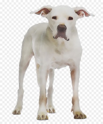 Dogo Argentino Stock photography Royalty-free Image Argentina -  