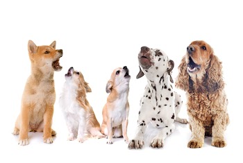 dogs howling in front of white background