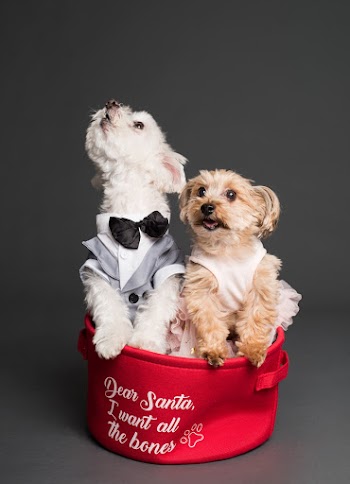 Dogs in Case