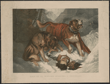 Dogs of St. Bernard rescuing | Free Photo - rawpixel