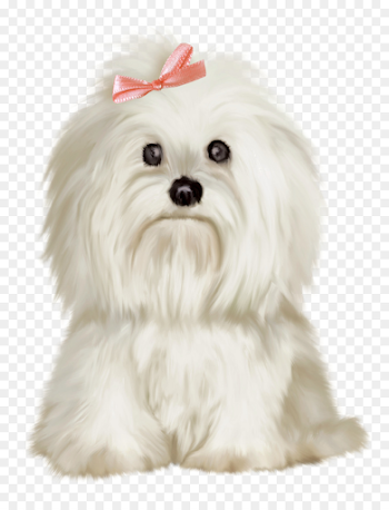 dogs png download - 1231*1600 - Free Transparent Maltese Dog png ...