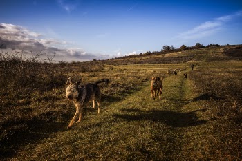 Dogs Running on the Field Under Blue Sky
