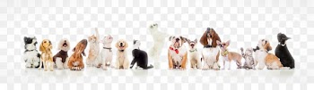 Dogu2013cat relationship Dogu2013cat relationship Pet sitting Puppy - Cute dog 