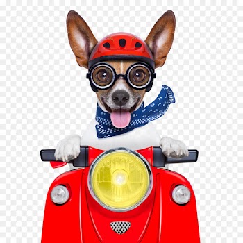 Dogu2013cat relationship Dogu2013cat relationship Pet Transportation of animals - Cycling dog 
