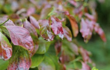 Dogwood Leaves. Free public domain | Free Photo - rawpixel
