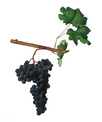Dolcetto grapes from Pomona Italiana (1817 - .. | Free stock vector - 488103