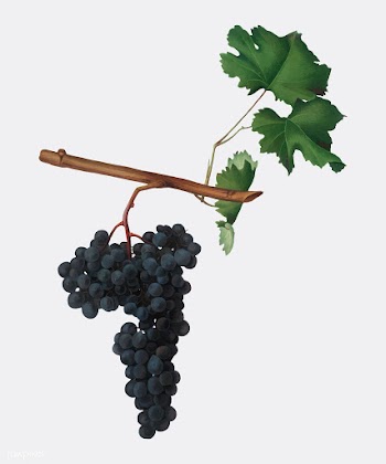 Dolcetto grapes from Pomona Italiana illustra.. | Free stock vector - 488211