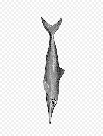 Dolphin, Black White M, Fish PNG