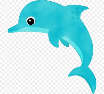 dolphin bottlenose dolphin fin marine mammal common bottlenose dolphin