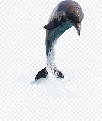 Dolphin Clip art - dolphin 