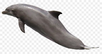Dolphin Clip art - Dolphin 