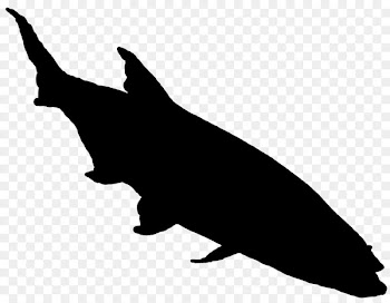 Dolphin Clip art Fauna Silhouette Beak -  