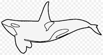 Dolphin Clip art Killer whale Whales JPEG - dolphin 