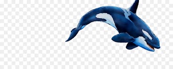 Dolphin Cobalt blue Beak -  