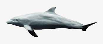 Dolphin collage element, sea animal | Free PSD - rawpixel