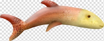 Dolphin , Color beautiful dolphin transparent background PNG clipart