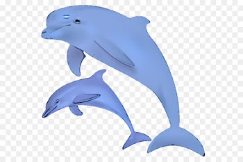 dolphin common bottlenose dolphin bottlenose dolphin fin marine mammal