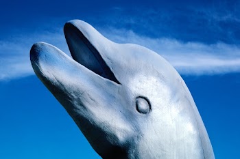 Dolphin detail 2, Magic Carpet Golf, Key… | Free public domain photo