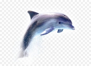 Dolphin - dolphin 