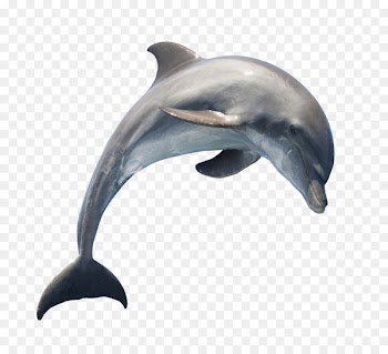 Dolphin Download - Dolphin 