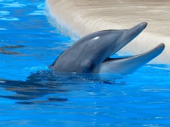 Dolphin Facing Upward