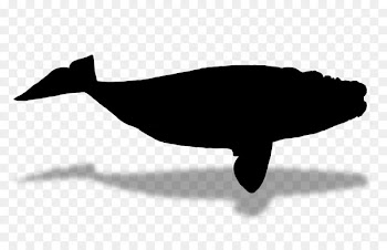 Dolphin Fauna Silhouette Font Beak -  