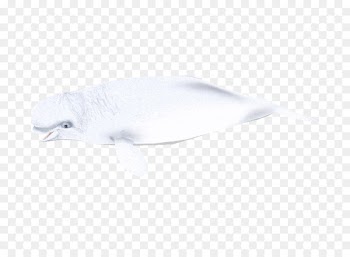 Dolphin Feather Beak Fish - beluga whale 