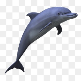 Dolphin Jumping Png, Vectors, PSD, and Clipart for Free Download ...