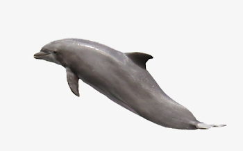 Dolphin Jumping Up, Dolphin Clipart, Dolphin, Animal PNG Image and ...