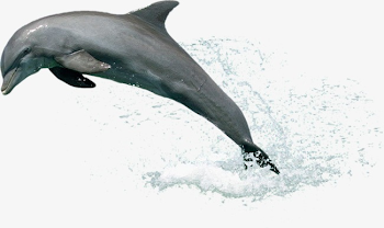 Dolphin Leaping Out Of The Water, Dolphin Clipart, Water Clipart ...