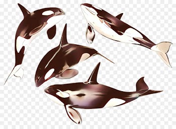 dolphin marine mammal killer whale cetacea fin