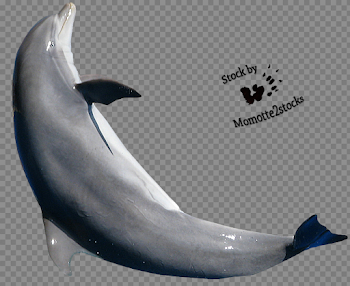 Dolphin PNG Download Image