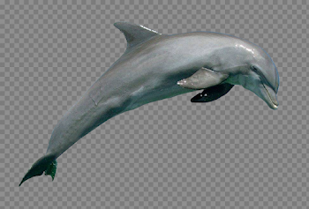 Dolphin PNG Image - PngPix