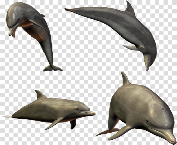 Dolphin PNG Picture