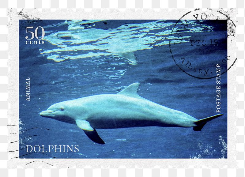 Dolphin png post stamp sticker, | Free PNG - rawpixel