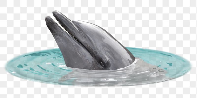 Dolphin png sticker, animal, transparent | Free PNG - rawpixel