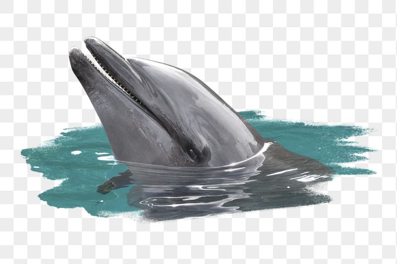 Dolphin png sticker, animal, transparent | Free PNG - rawpixel