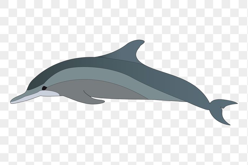 Dolphin png sticker, transparent background. | Free PNG - rawpixel