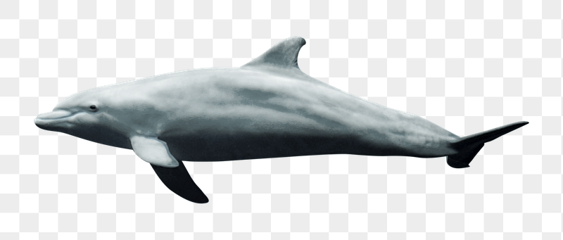 Dolphin png sticker, transparent background | Free PNG - rawpixel