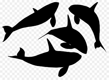 Dolphin Porpoise Killer whale Clip art Whales -  