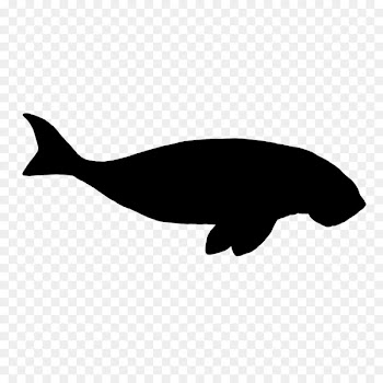 Dolphin Porpoise Whales Cetaceans Clip art -  
