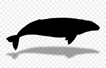 Dolphin Porpoise Whales Cetaceans Fauna -  