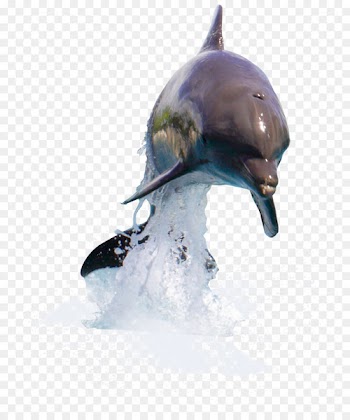 Dolphin Portable Network Graphics Desktop Wallpaper Image Drawing - dolphin 