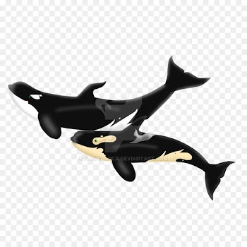 Dolphin Product design - dolphin 