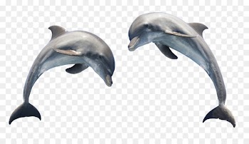 Dolphin Scalable Vector Graphics Clip art - Dolphin Transparent 