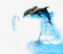 Dolphin Show, Dolphin Clipart, Dolphins Jump Water PNG Transparent ...